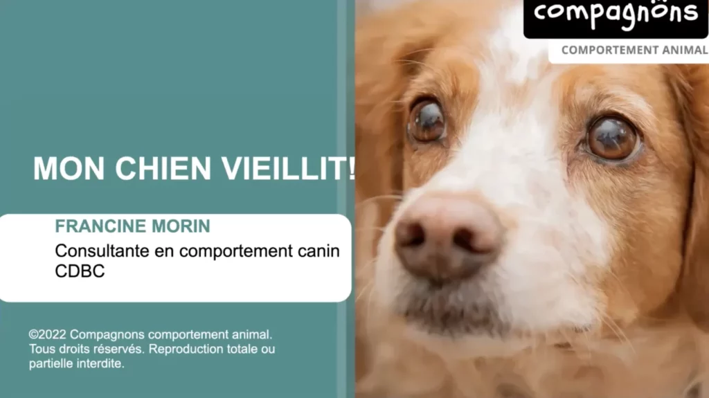 Mon chien vieillit - Francine Morin