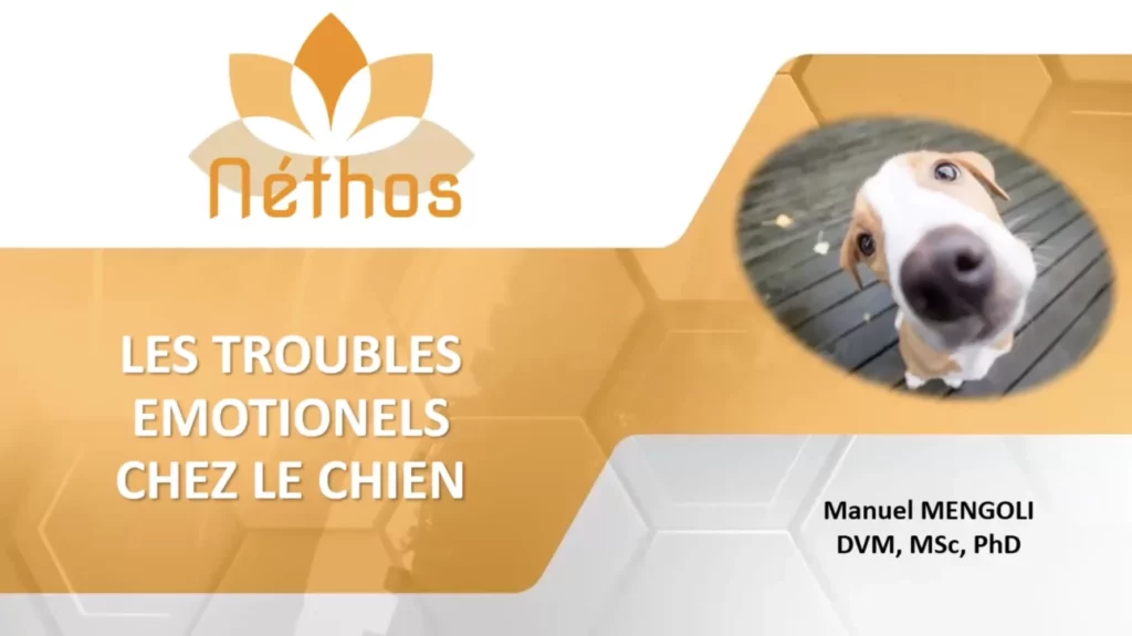Les troubles émotionnels chez le chien - Dr Mengoli