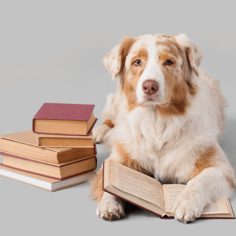 Chien avec livres
